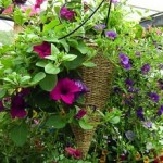hangingbasket hangingbasket