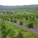 Blackcurrant bushes (with beautiful view of the cotswolds)