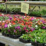 bedding_plants_200